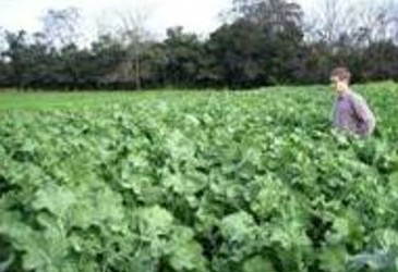 Flexible grazing options for forage rape