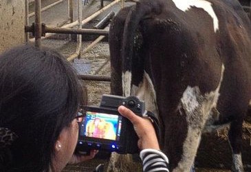 Future options for detecting heat in dairy cows