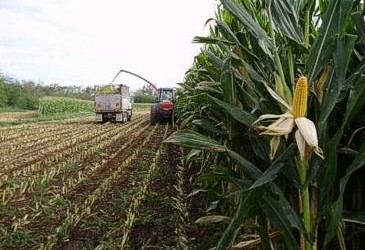 More is not always better for Maize
